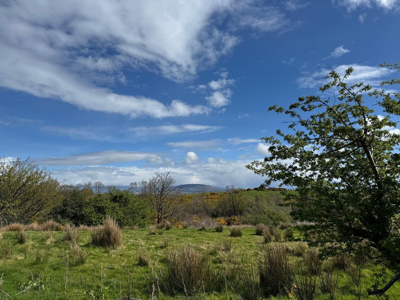 A natural landscape with a grassy field, trees, and a mountain in the distance under a partly cloudy sky.