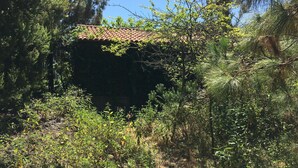 A rustic stone structure partially covered by vegetation, surrounded by dense greenery and trees. - Finca la Chirita - For hikers, starry nights (Icod de los Vinos)