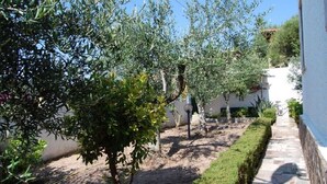 A garden with olive trees, a stone pathway, and a white building.