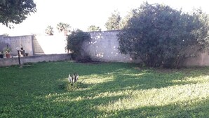 A garden with a large agave plant in the foreground, a grassy area, and a concrete wall in the background. - Single villa with garden 1300 meters from the sea (Mazara del Vallo)