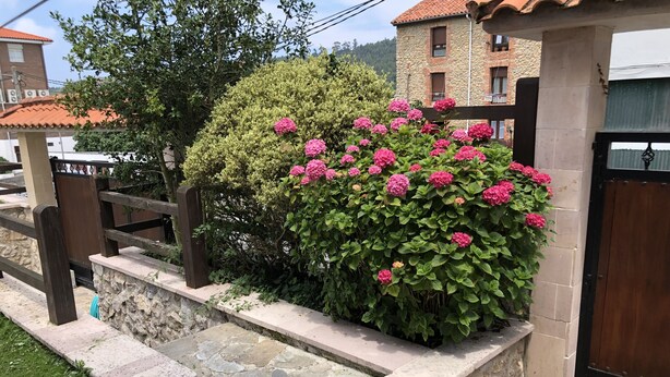 Een stenen trap leidt naar een houten poort, omgeven door weelderige begroeiing en roze bloemen.