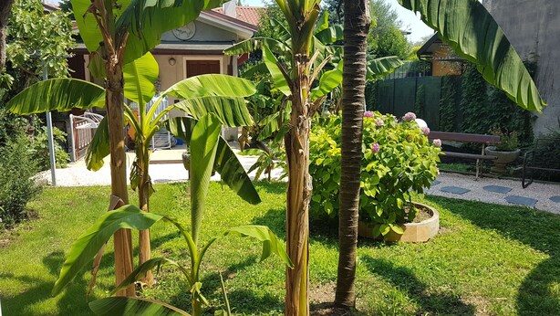 Un jardín con diversas plantas, un banco y una casa al fondo.