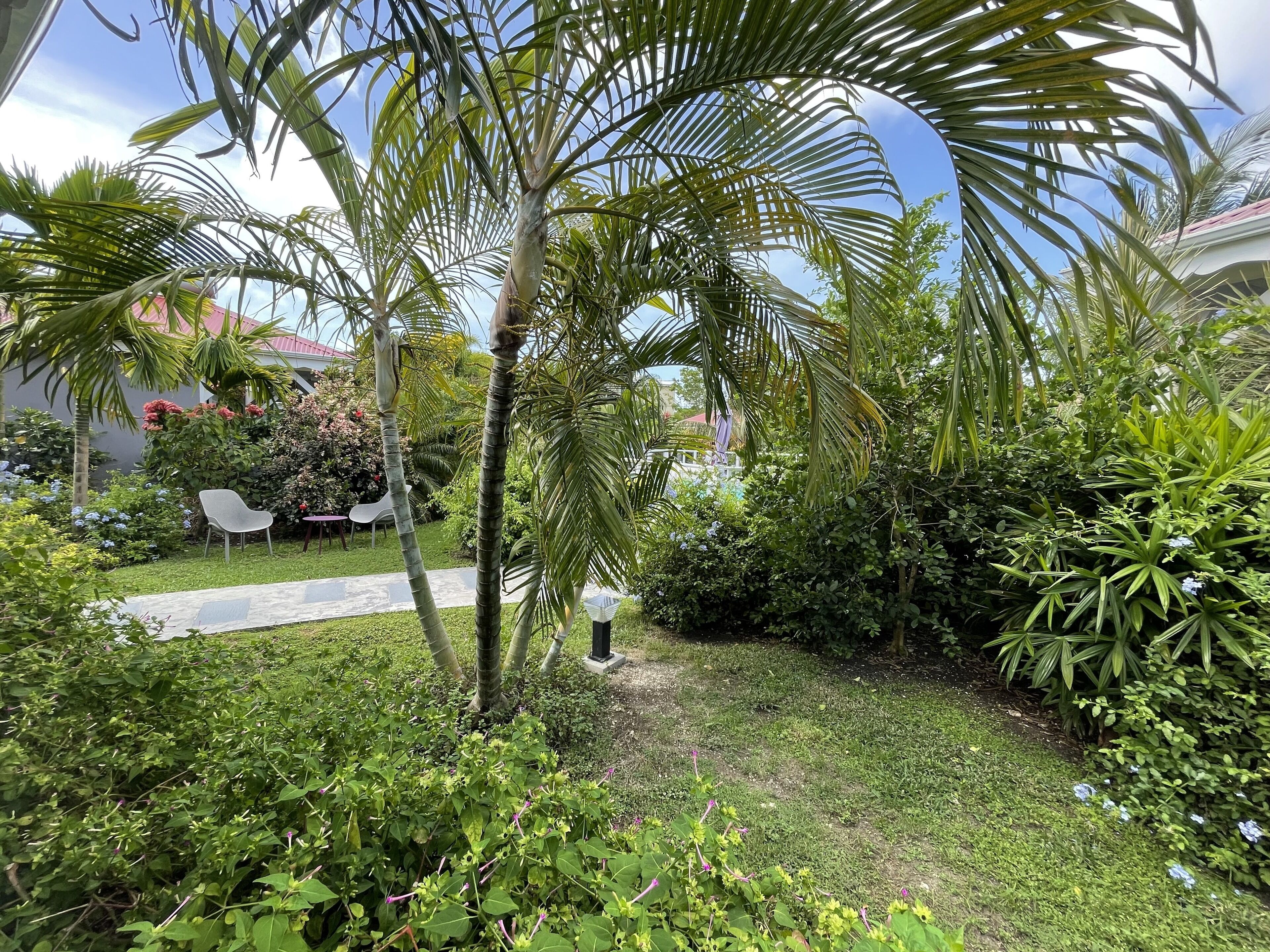 A lush garden with palm trees, a pathway, and a seating area with chairs.