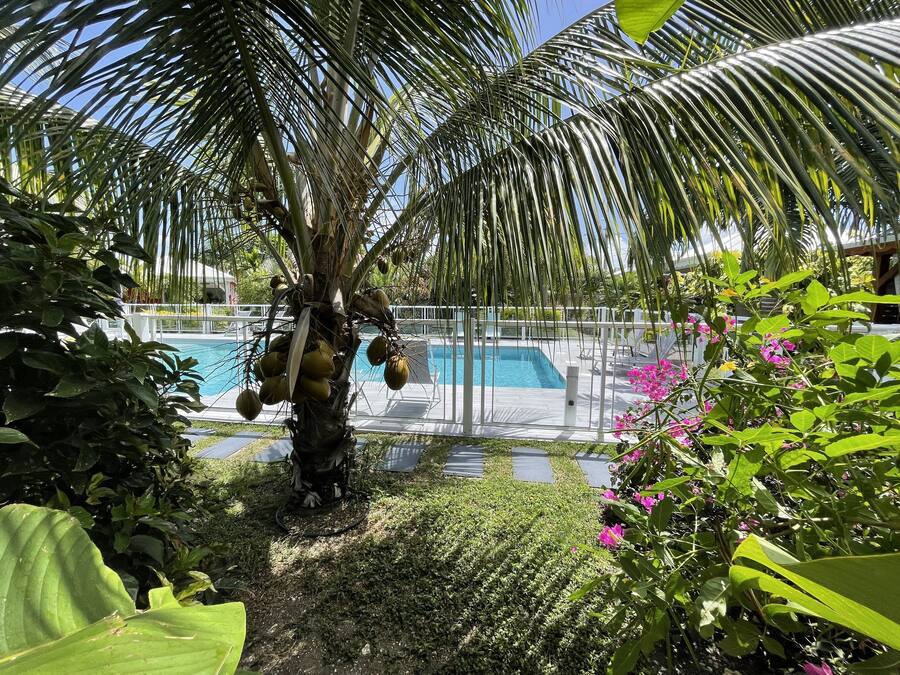 Una piscina rodeada de abundante vegetación y una palmera con cocos.