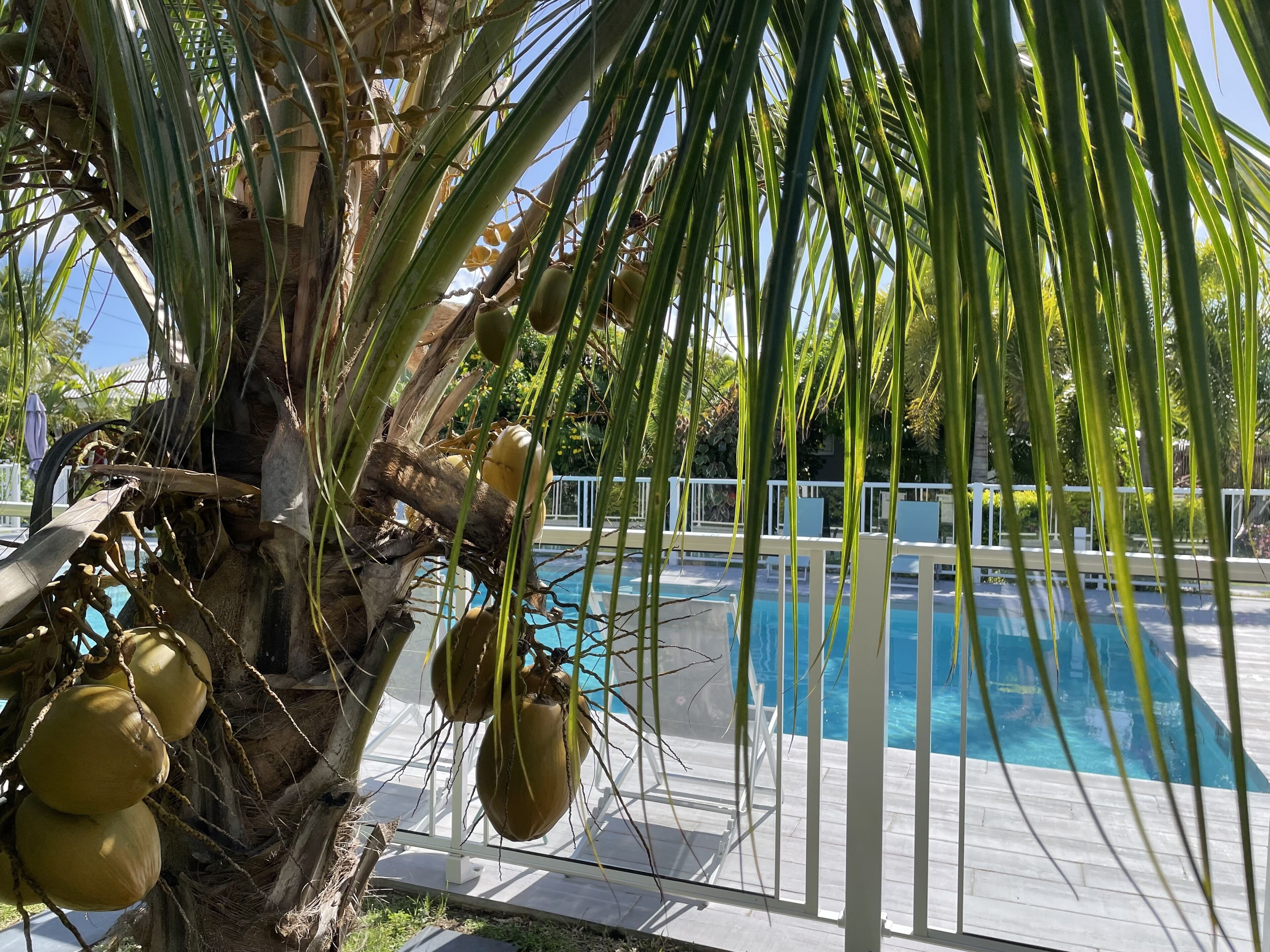 Un espace aménagé au bord de la piscine, avec un palmier et des noix de coco, le tout entouré d’une clôture blanche.