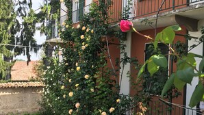 A residential building with balconies, a garden area, and a climbing rose bush with flowers. - Bed & Roses "Gege"   (La Morra)