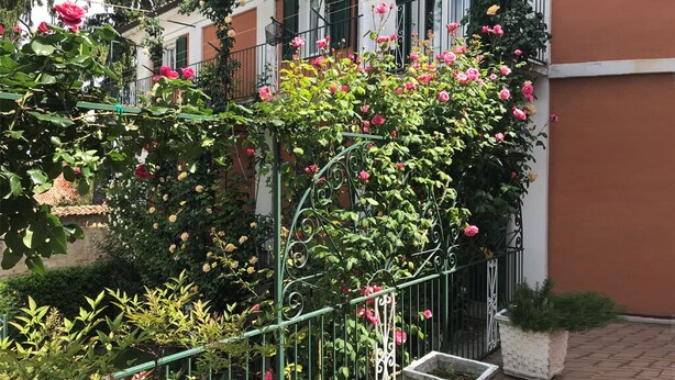 A balcony with a metal railing, covered in blooming pink roses, and a white wall in the background. - Bed & Roses "Gege"   (La Morra)