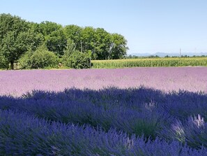 Property grounds - Country House 2 <br> (Villafranca-San Martino)