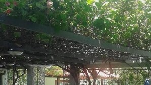 A covered patio area with tiled flooring, potted plants, and a pergola structure. - Villa Norma Suites (Vitoria)