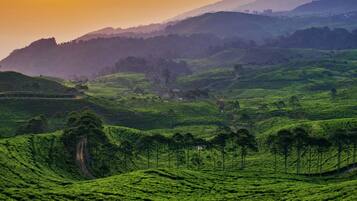 A lush green tea plantation with terraced hills and a clear sky.
