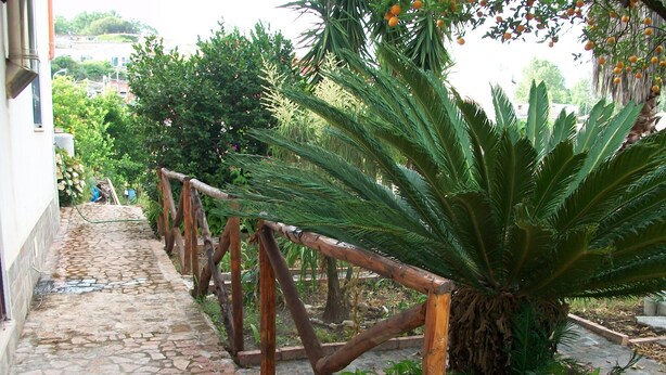 Ein Steinweg führt zu einem Gebäude mit Holzlattenzaun und einer großen Palme.