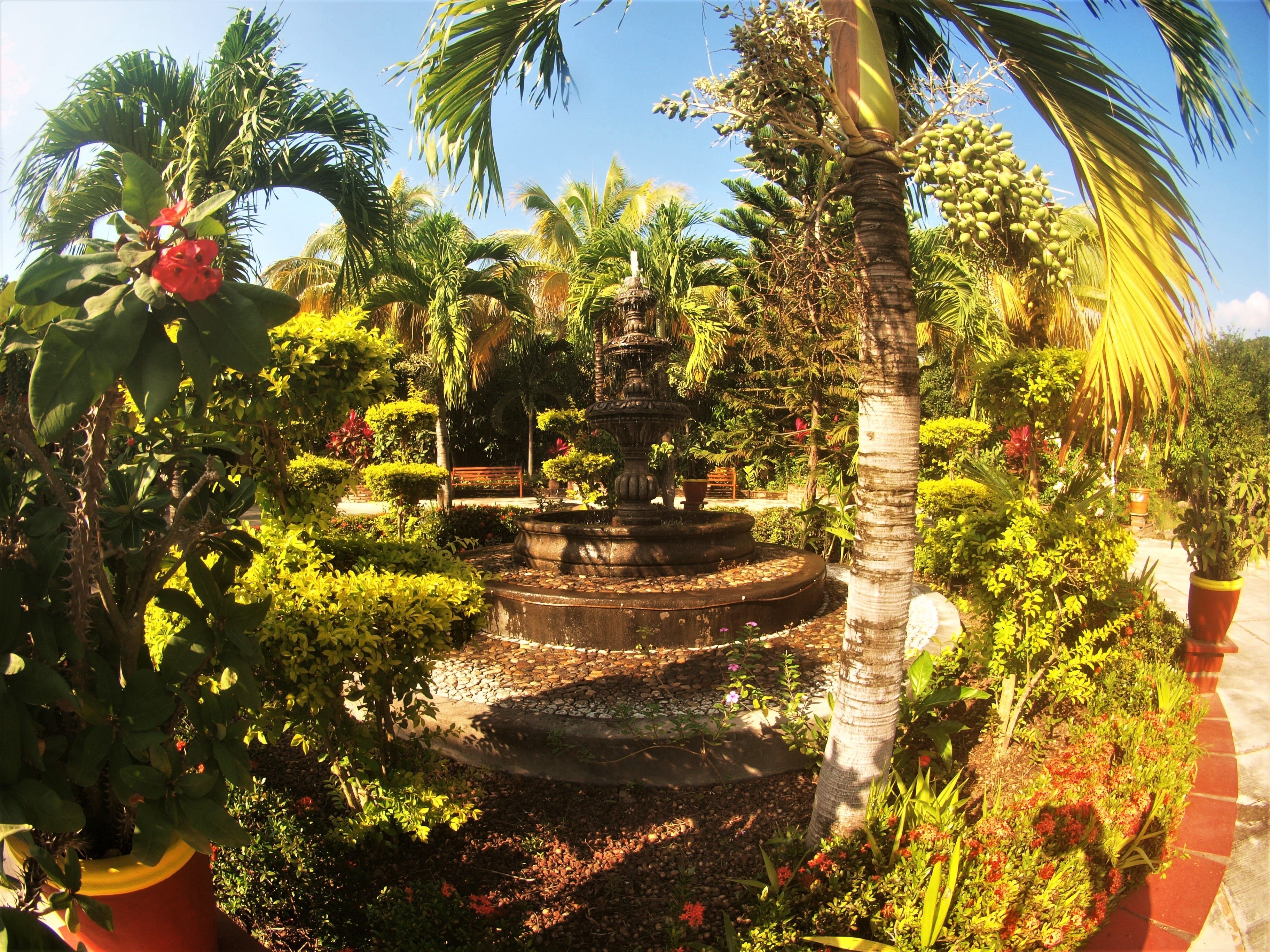 A garden with a fountain, palm trees, and various plants.