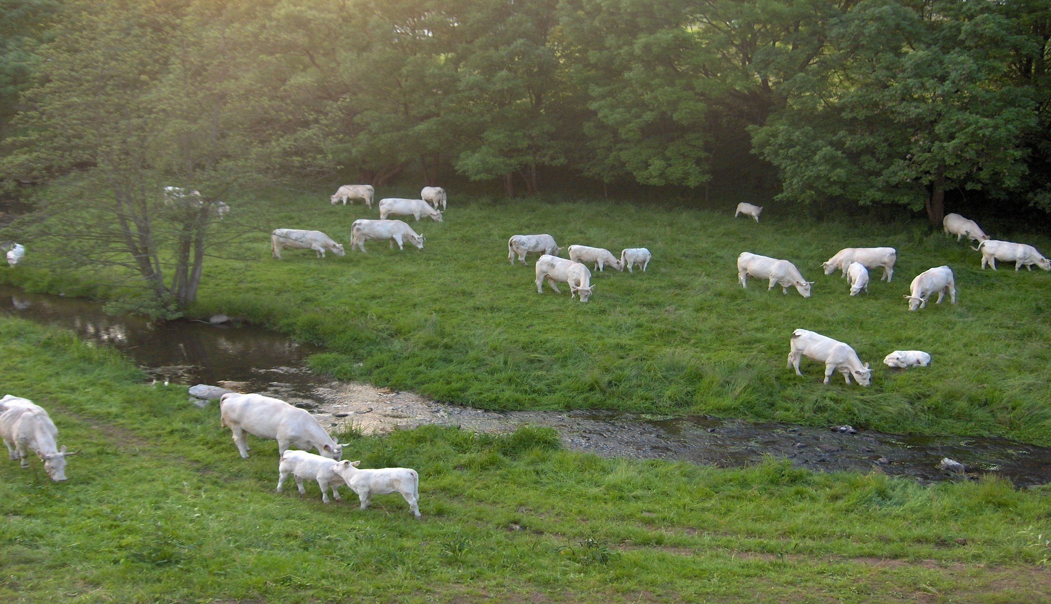 Paesaggio rurale con un branco di bovini bianchi al pascolo vicino a un ruscello, circondato da alberi.