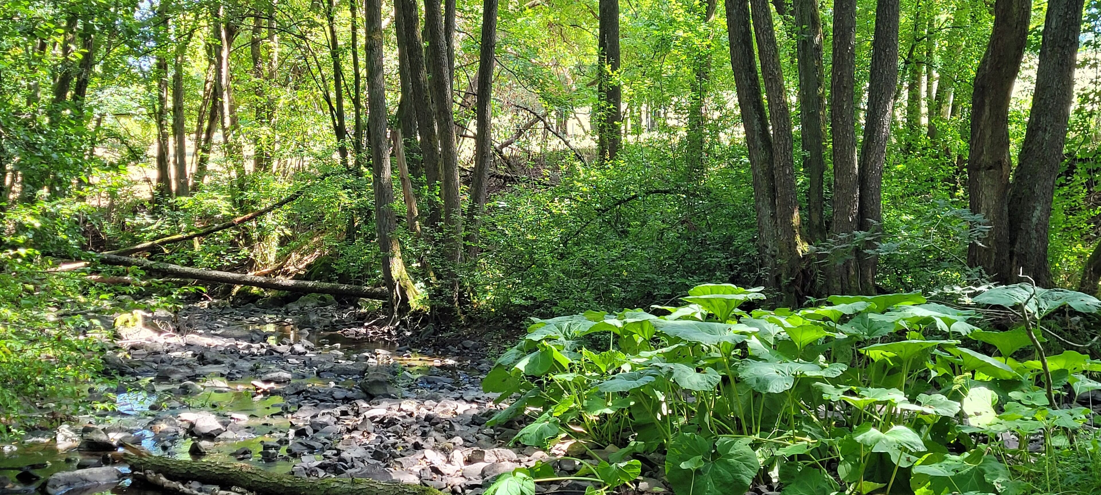 A forested area with a stream, rocks, and dense vegetation.