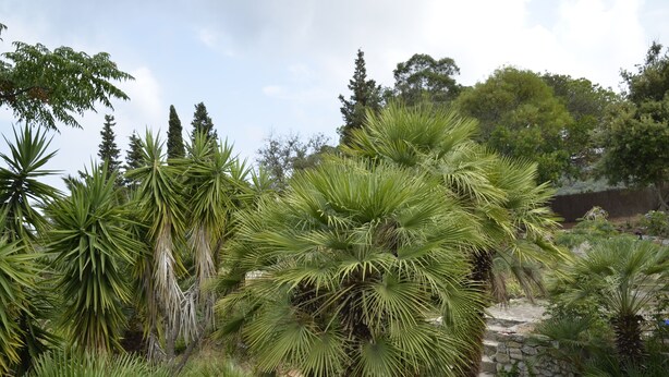 Een tuin met diverse soorten palmbomen en ander groen.