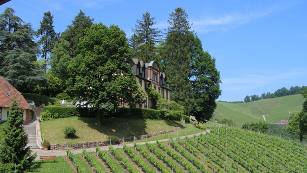 Viñedo con hileras de vides, un edificio con techo rojo y mesas al aire libre con sombrillas.