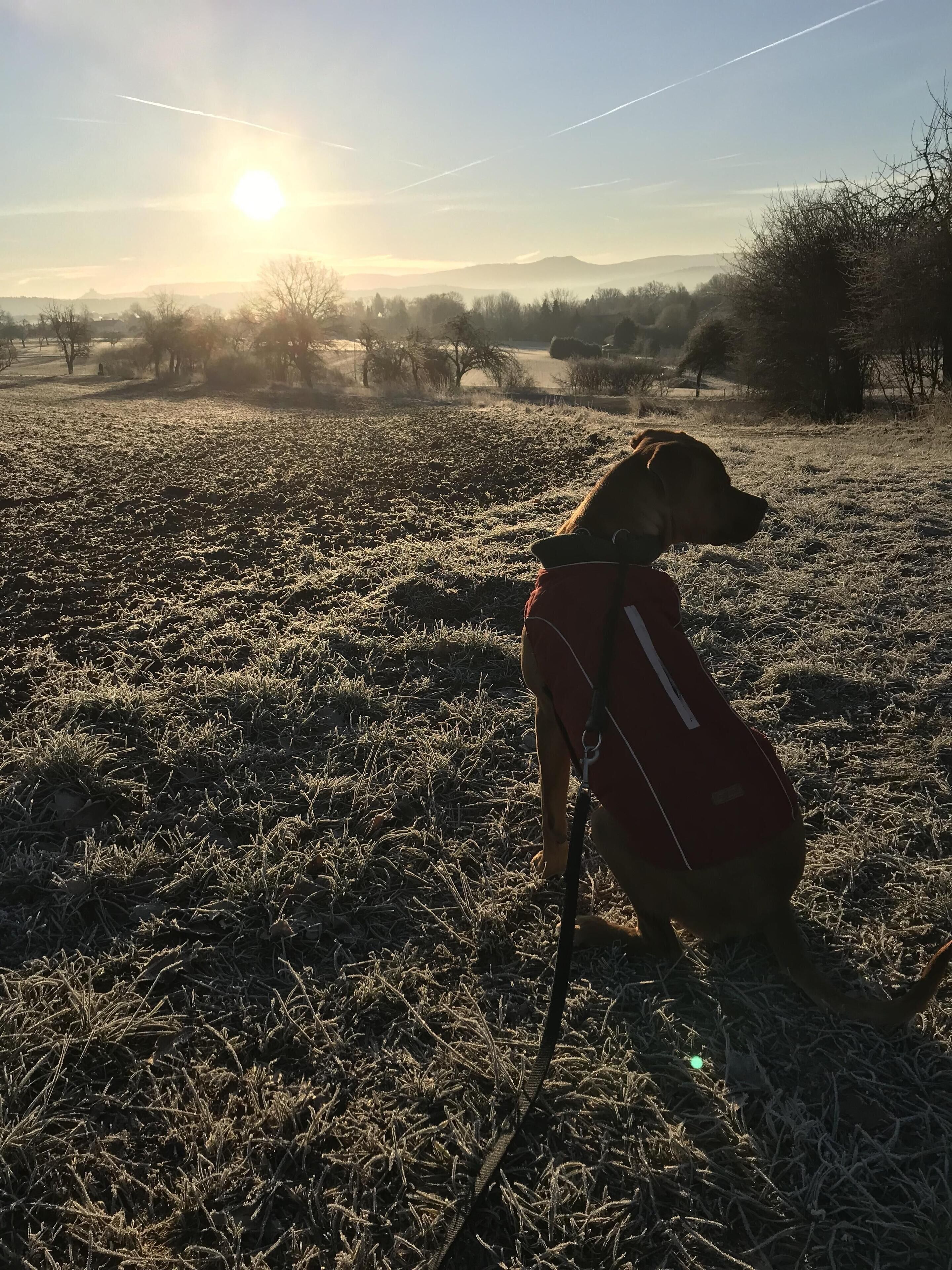 Un perro con abrigo rojo sentado en suelo cubierto de escarcha, bajo un cielo despejado y montañas lejanas.