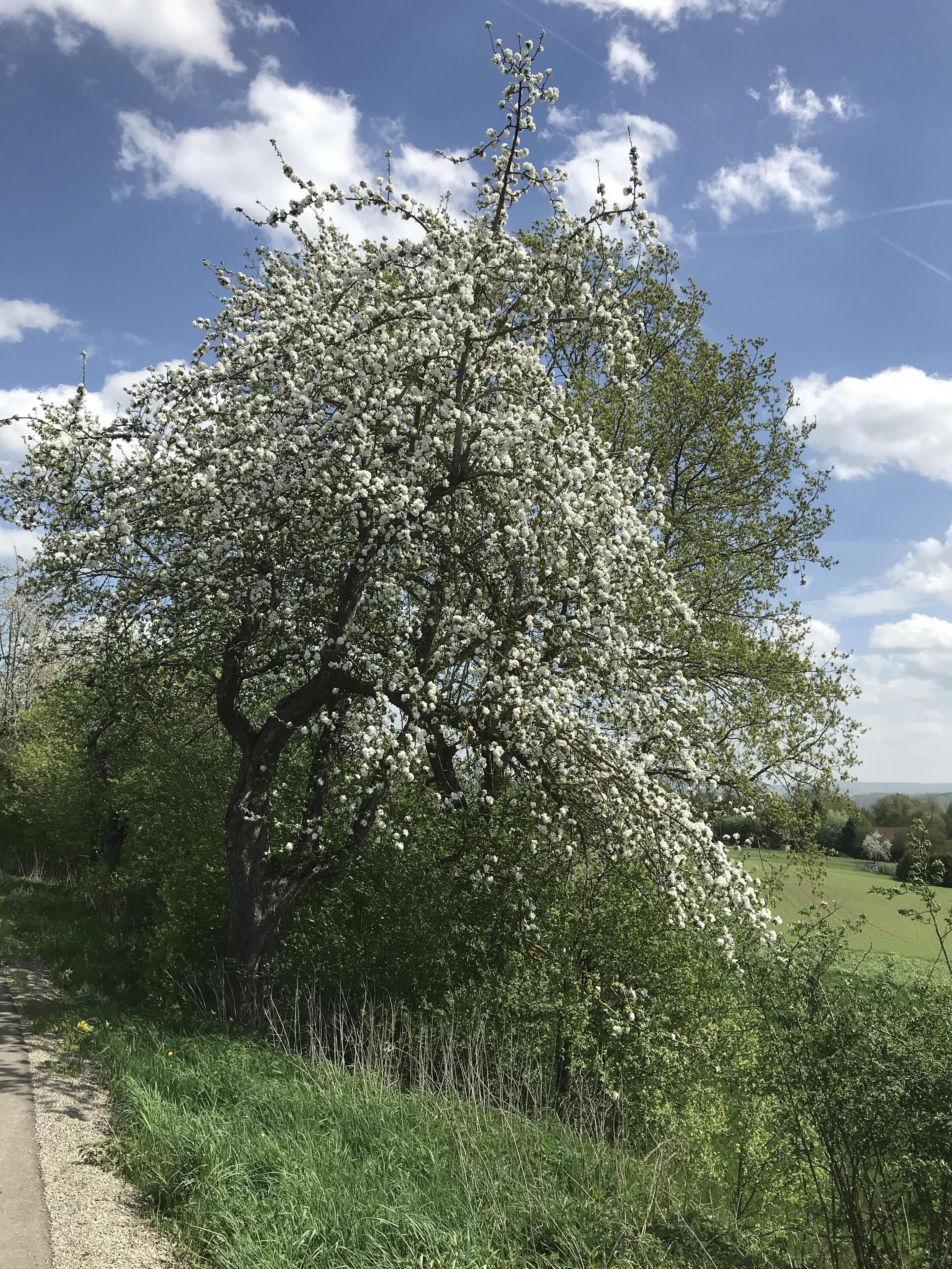 A large tree with white blossoms in a rural setting.