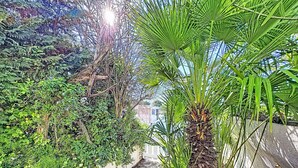 Un rigoglioso giardino interno con diverse piante e un vialetto in pietra.