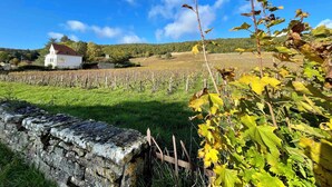 A vineyard with a white building in the background. - MAGNIFICENT VIEW HOUSE PARADISIAC IN THE MIDDLE OF VINES OF BOURGOGNE (Rully)