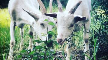 Terrein van de accommodatie