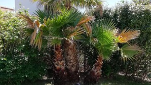 Una palmera amb un tronc robust i una copa densa de fulles verdes, envoltada d'una zona enjardinada ben cuidada.