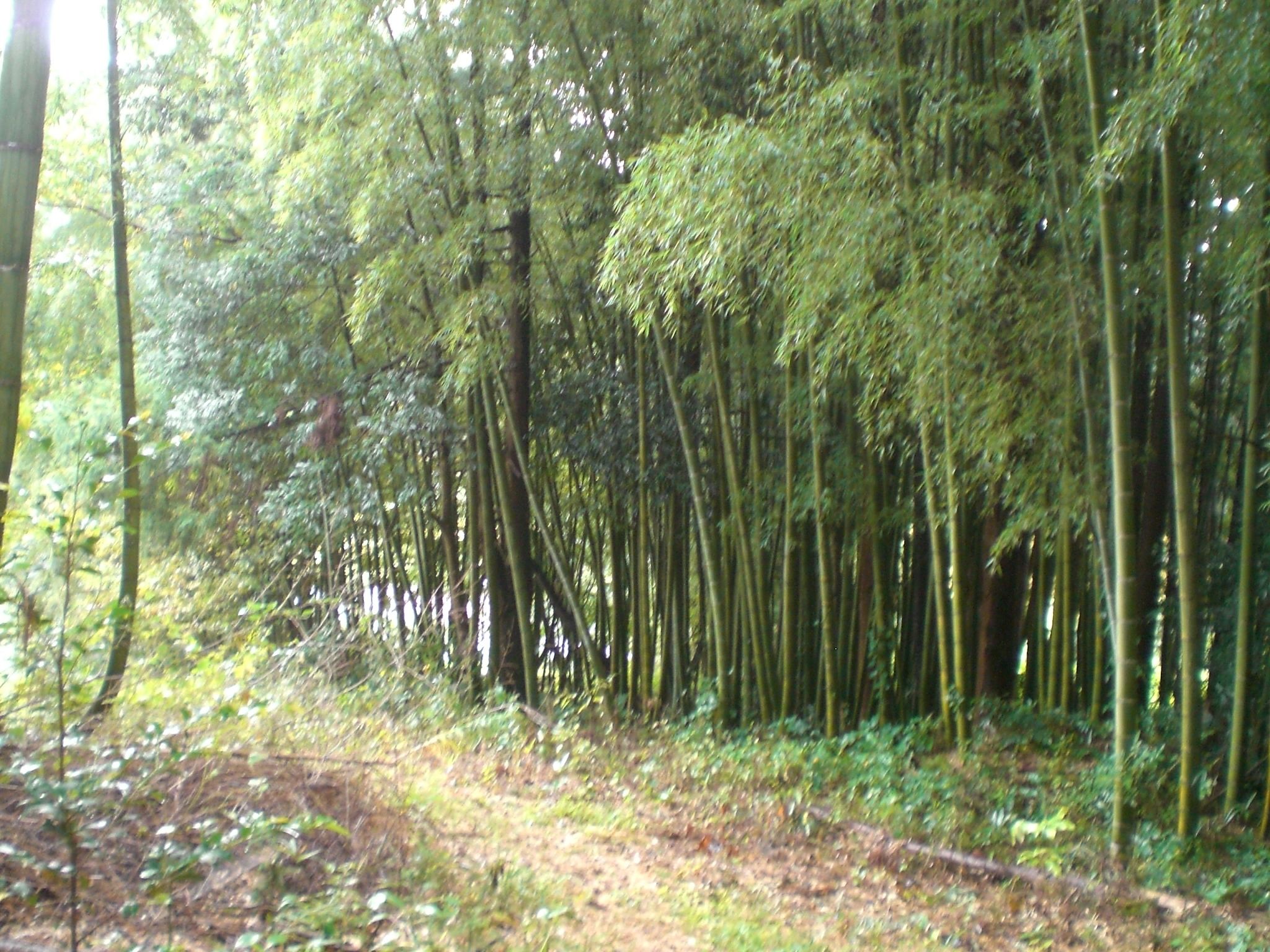 A forested area with tall trees and a dirt path.
