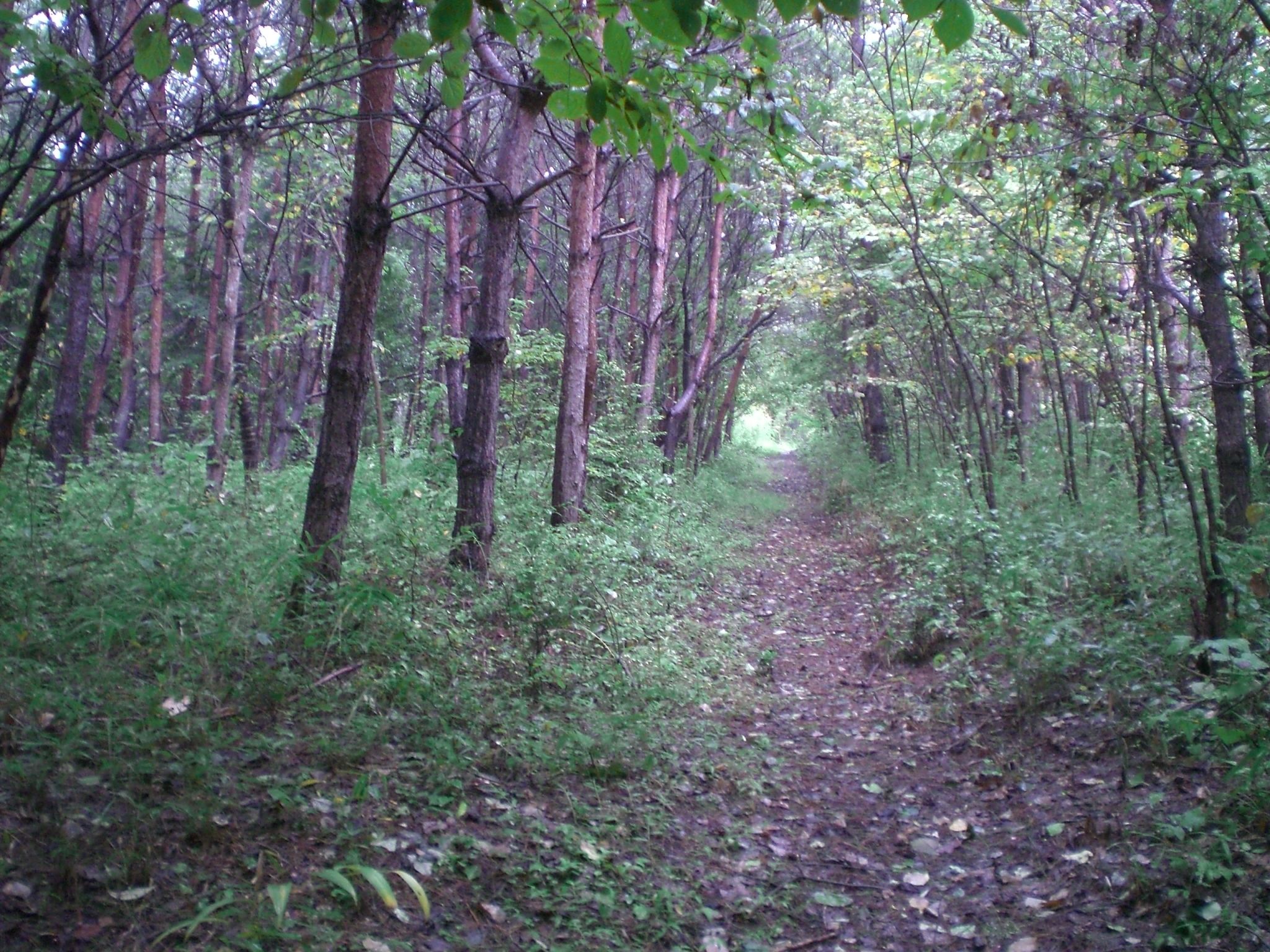 Ein Waldweg, umgeben von hohen Bäumen und dichtem Grün.