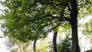 A grassy hillside with trees and wildflowers. - Welcome to "La Ferme des Tilleuls" (Courset)