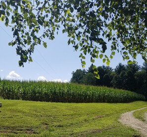 A rural landscape with a cornfield, a dirt path, and a tree with green leaves. - 85 a night, Cute, Clean, Quiet & Convenient (Mills River)