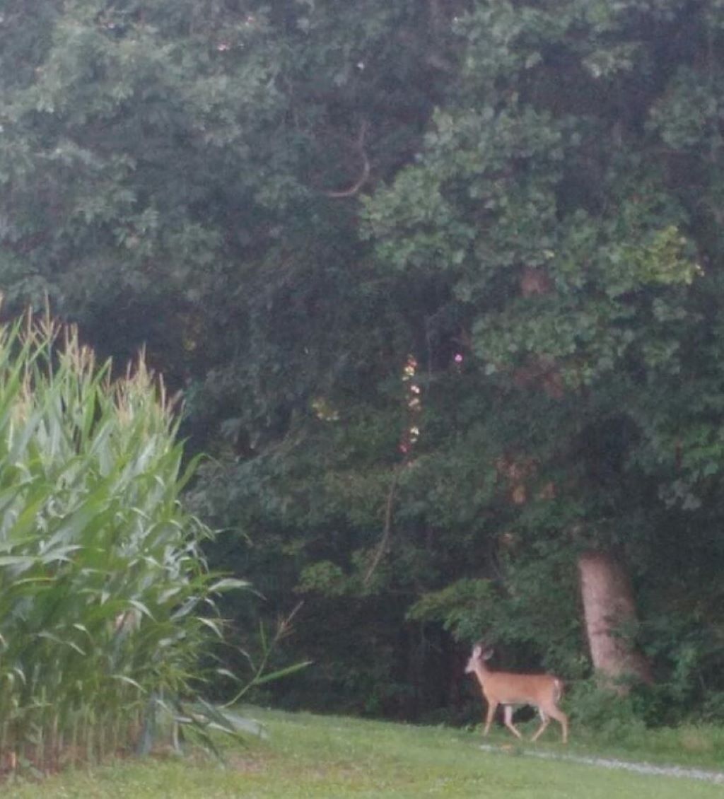 A deer in a natural setting with dense foliage and a cornfield.