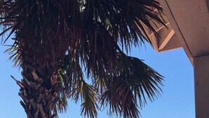A beachside view with a palm tree, a star-shaped pavement design, and a clear blue sky. - What a View! Low Rates! 5-STAR! Waterfront, 2BR, private balcony, walk to Beach! (Treasure Island)