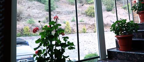A view through large windows with a potted plant in the foreground and a vehicle parked outside.
