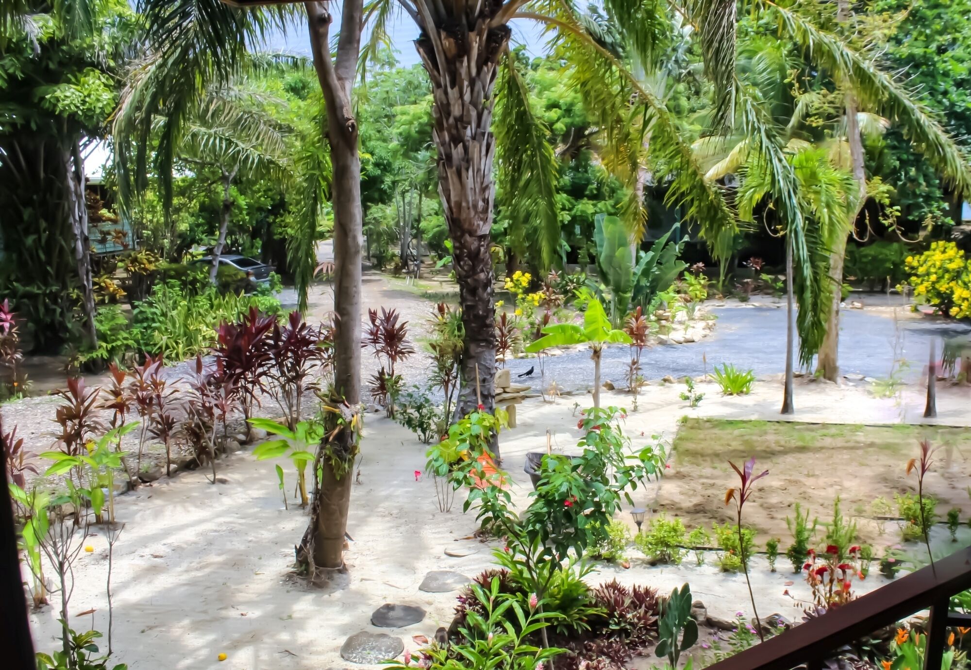 A tropical garden with various plants and a pathway.