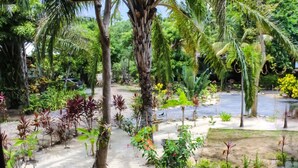 A tropical garden with various plants and a pathway. - Family Friendly Private Beach Resort, Pool, Dive Shop, Nature, Bar & Grill (Palmetto Bay)