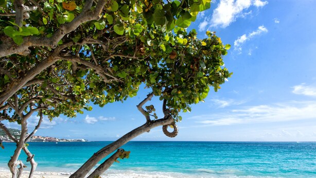 A beach with clear turquoise water, white sand, and a tree with green leaves.