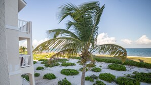 A beachfront property with a palm tree, white balconies, and a sandy beach.