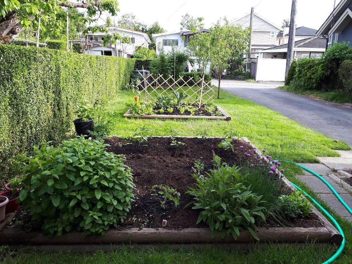 Un jardin avec des plates-bandes surélevées, une clôture en bois et un tuyau d’arrosage.