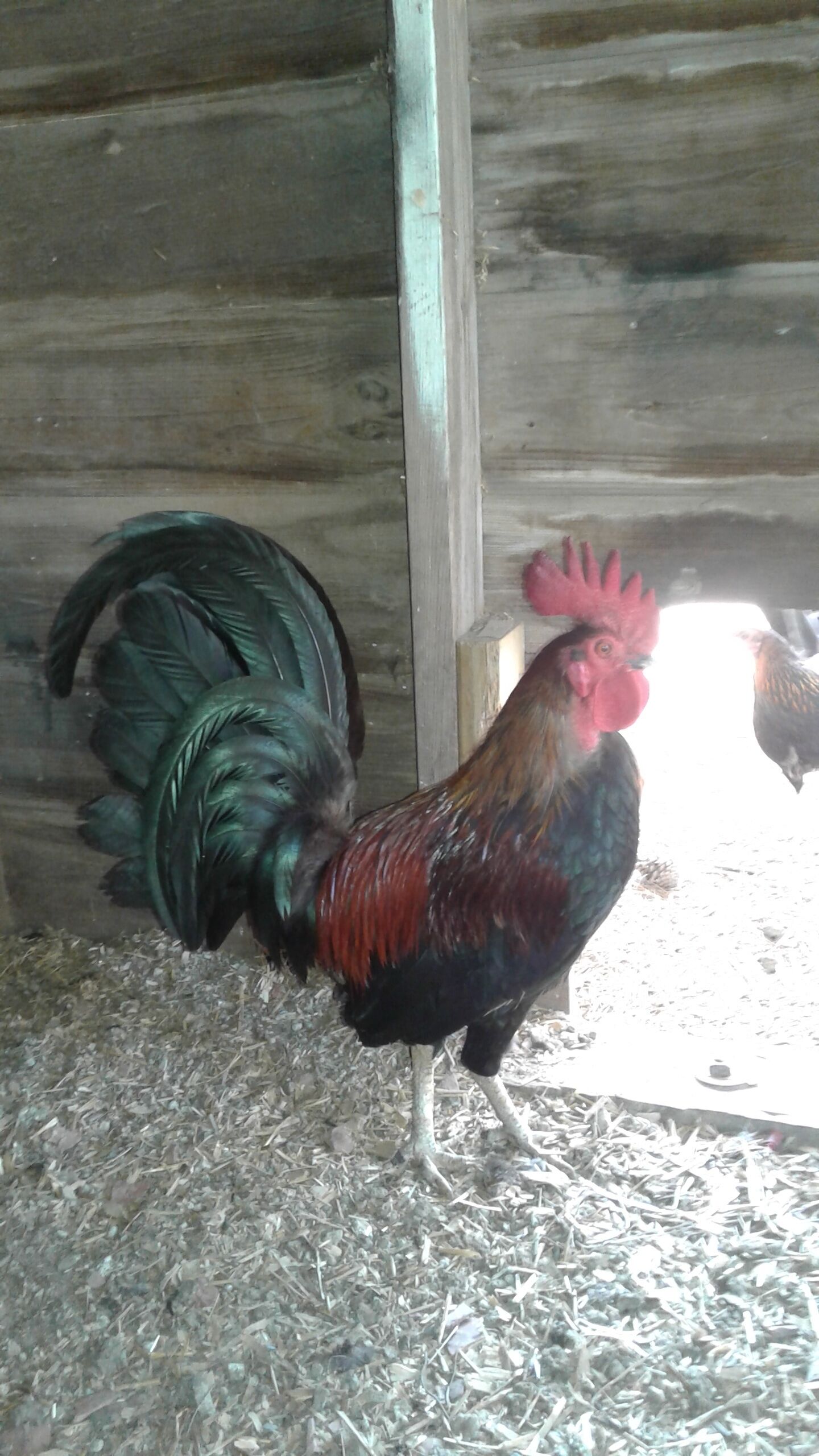 Un coq dans un enclos en bois, avec de la paille au sol.