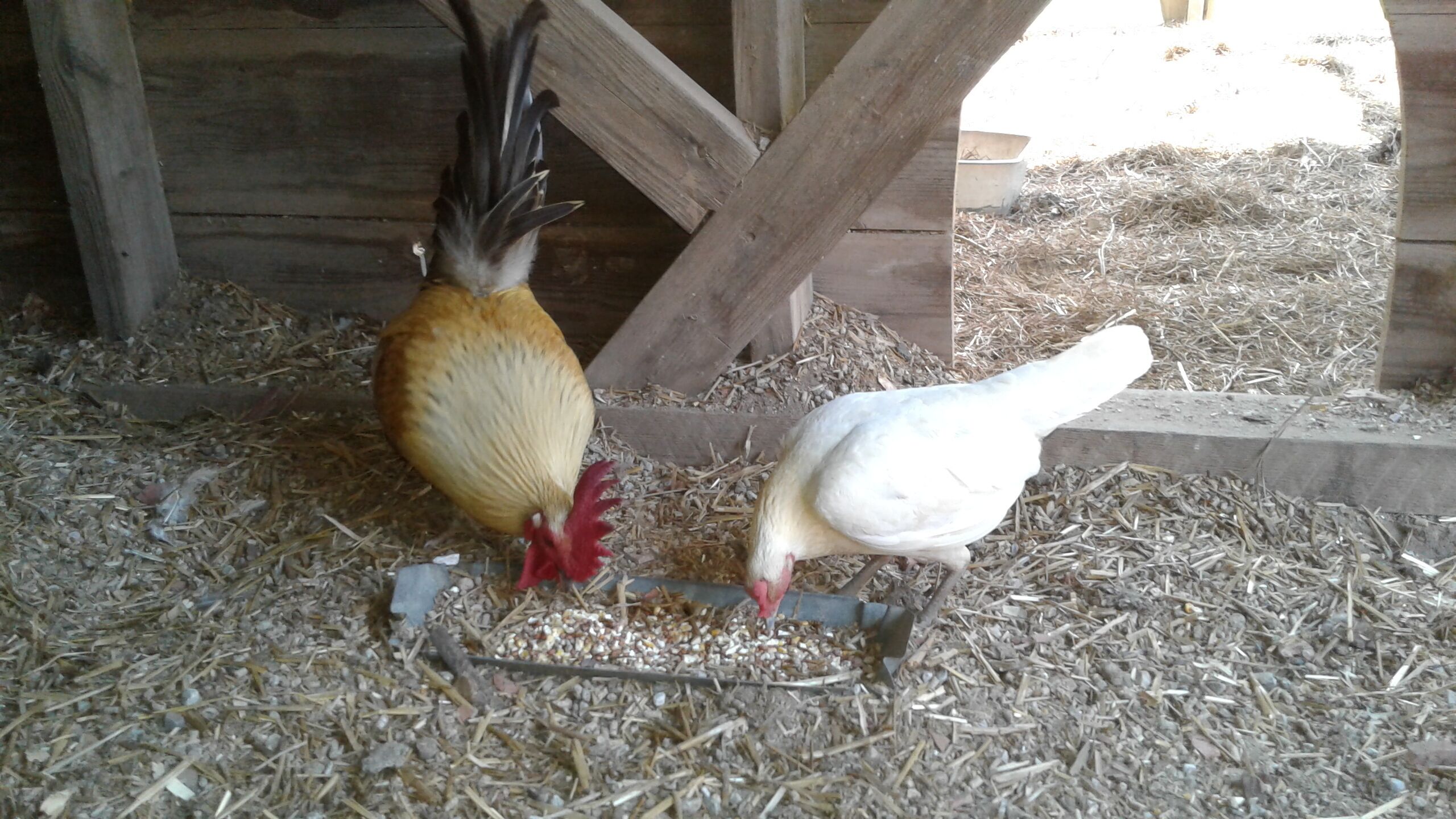 A chicken coop with wooden beams and a feeding area with straw and feed.