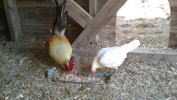 A chicken coop with wooden beams and a feeding area with straw and feed.