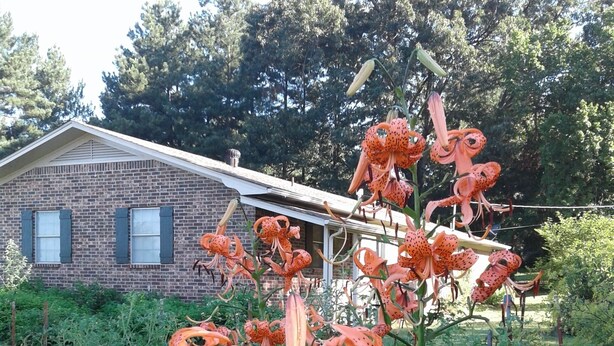 A garden with a variety of plants and flowers, including orange lilies, in front of a brick building with windows and a sloped roof. - Comfort and Chickens (Clarksville)