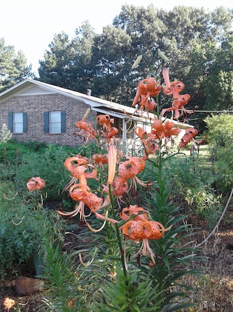 Property grounds. Comfort and Chickens