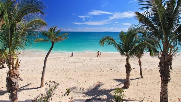 A beach with palm trees and a clear blue sky.