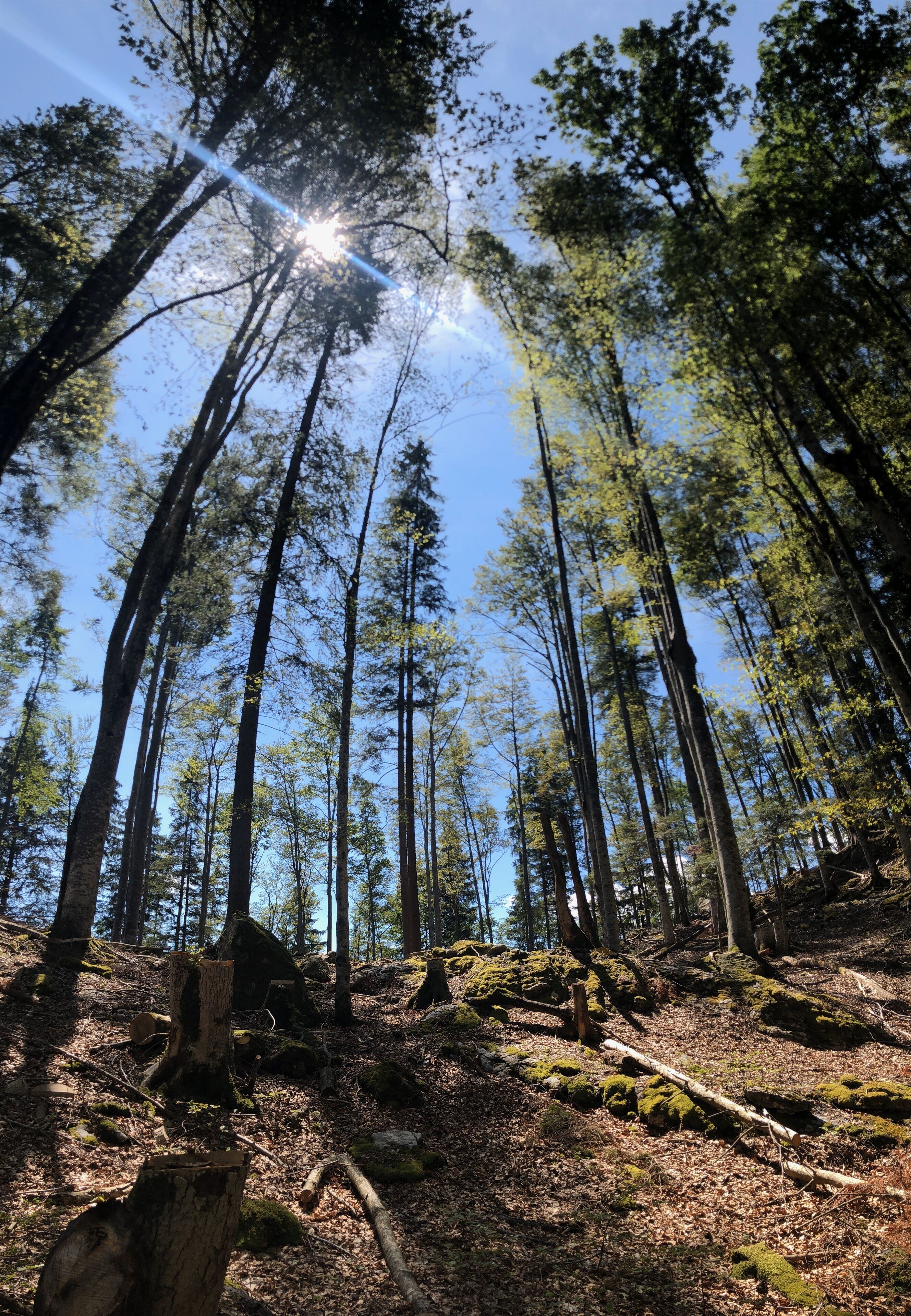 Una foresta con alberi alti e luce solare che filtra tra i rami.