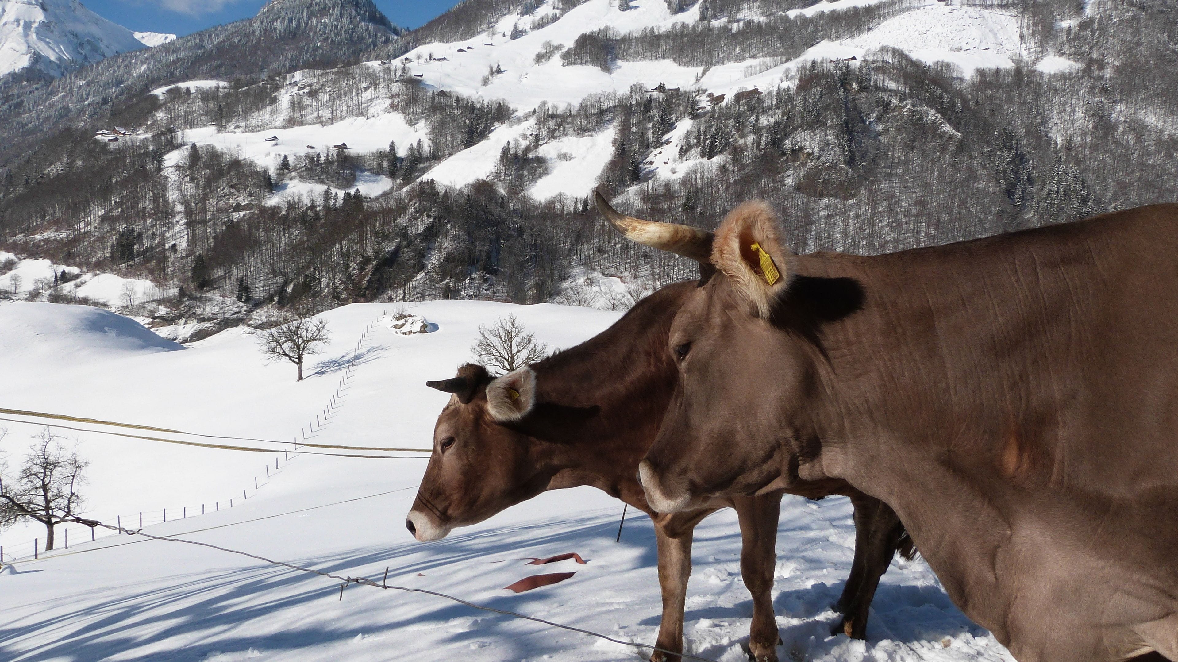 Una mucca in un paesaggio innevato con montagne sullo sfondo.