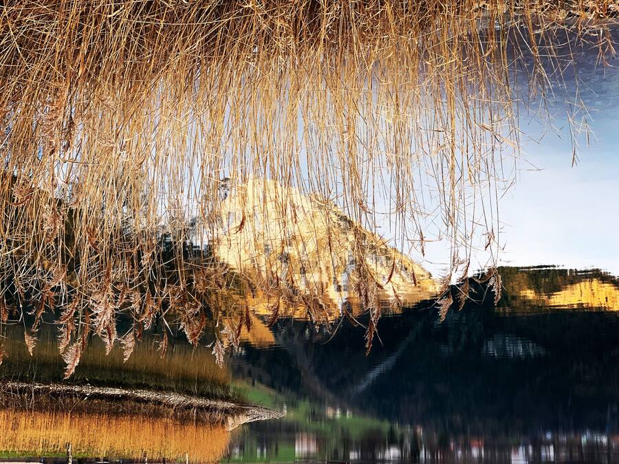 A tranquil lakeside scene with overhanging branches and a calm water surface reflecting the surrounding landscape.