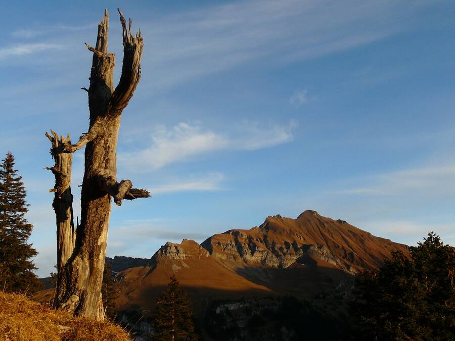 A mountain landscape with a prominent dead tree and a clear sky.
