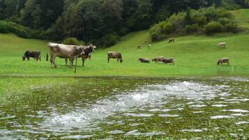 A serene landscape with a pond, surrounded by a grassy field with cows grazing.