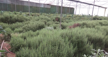 It is surrounded by lush green mountains, with fruit garden & vegetable fields.